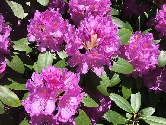 Rhododendronparken