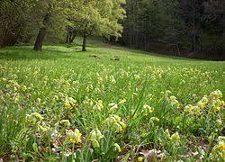 Gömsta ängs naturreservat