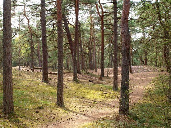 Kronoskogen